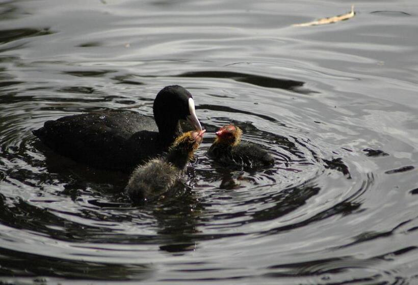 בית מלון כפרי Burra Motor Inn
