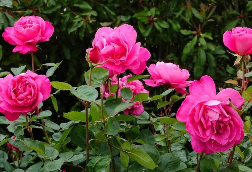 فندق Glencoe Country Bed And Breakfast