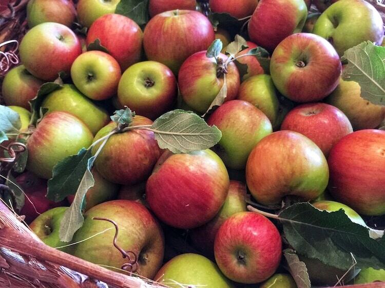 בית מלון כפרי Mudgee Homestead Guesthouse