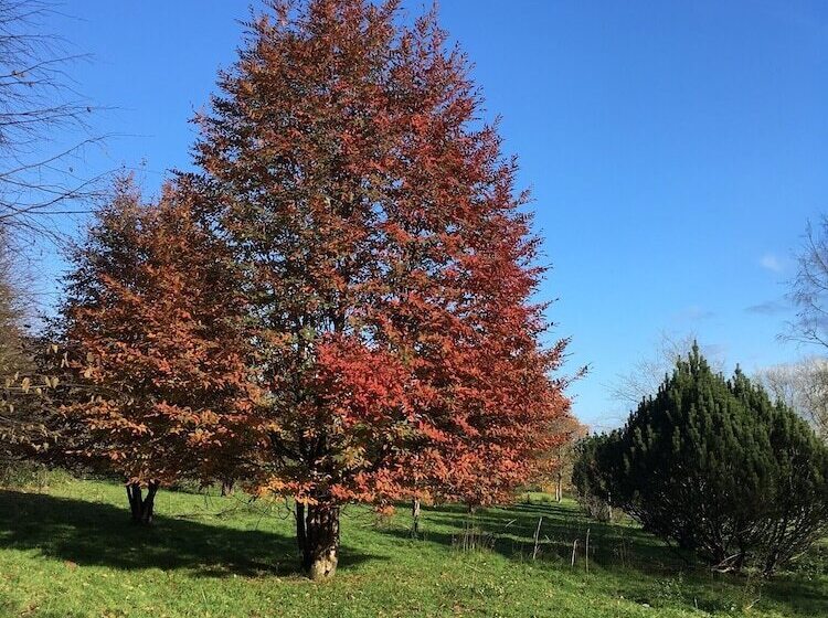 Four Seasons Bed And Breakfast