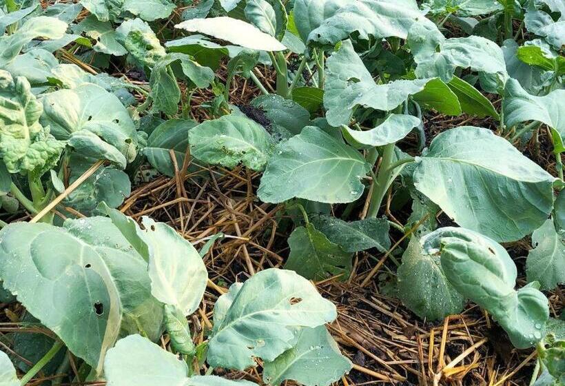 Отель Chayada Garden House And Resort