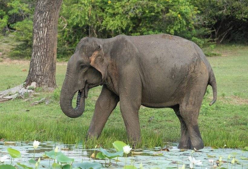 Отель Jetwing Jungle Lodge