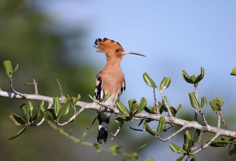 Отель Yala Villa