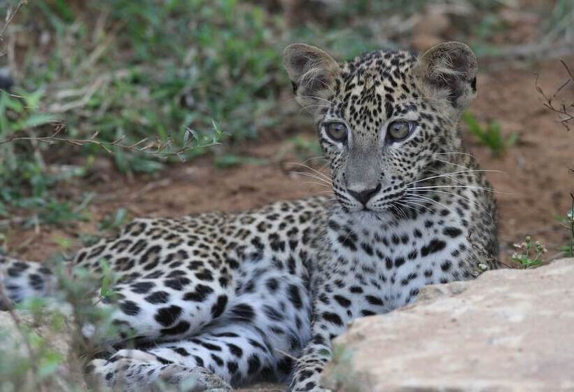 Отель Yala Villa