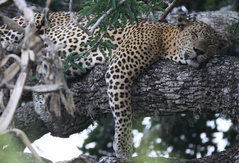 Отель Yala Villa