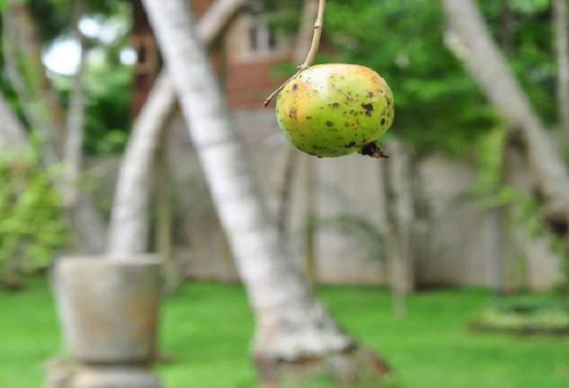 膳宿费 Gedara Villa