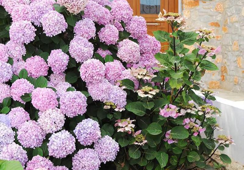 Skiathos Island Suites