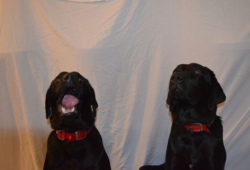 בית מלון כפרי The Black Swan