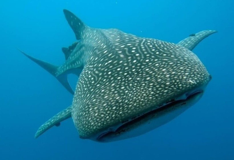 Magic Island Dive Resort