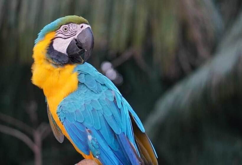 استراحتگاه Green Diamond Amazon Lodge