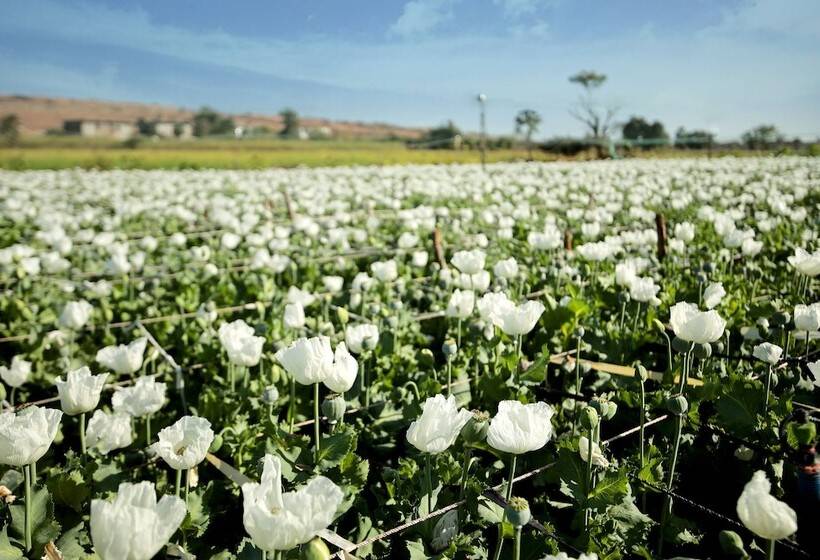 Resort Pangarh Lake Retreat