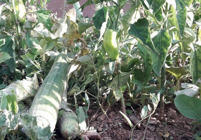 هاستل Ouirgane Ecolodge