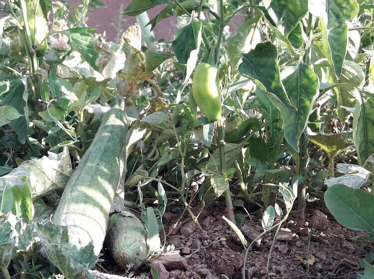 هاستل Ouirgane Ecolodge