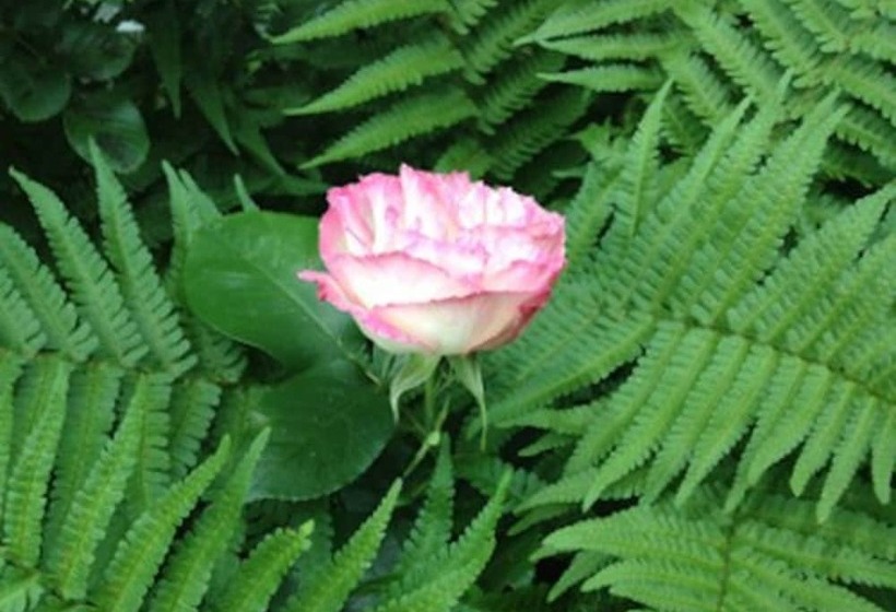 Heriot Lane City Apartments