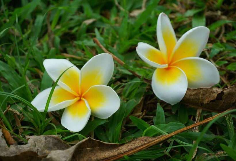 Отель Dansavanh Vientiane