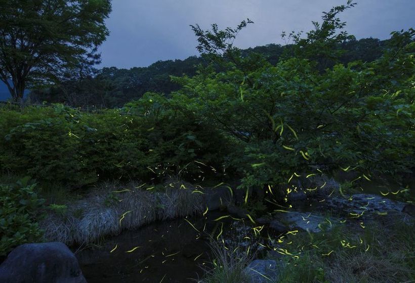 호텔 Kyukamura Okudaisen