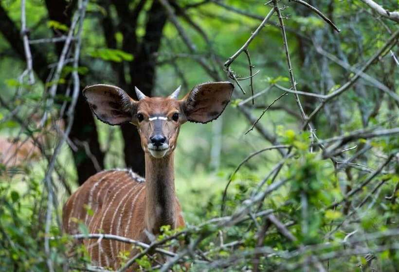 בית מלון כפרי Leopard Walk Lodge