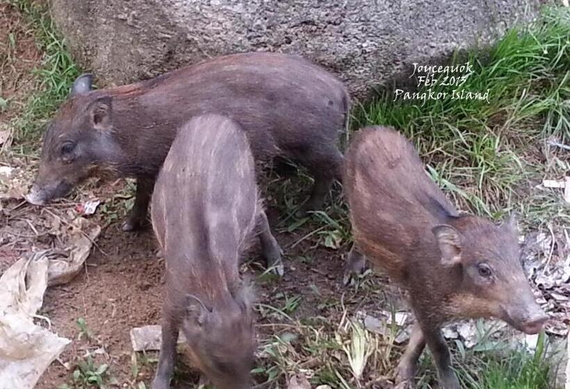 Hotel Pangkor Guesthouse Spk