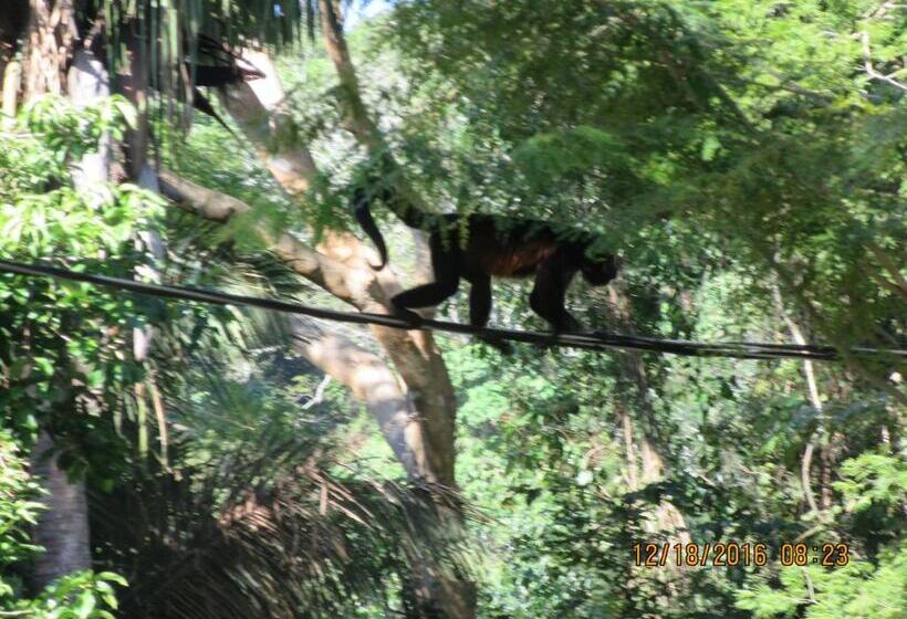 ホテル Spirit Of Jungle Lodge