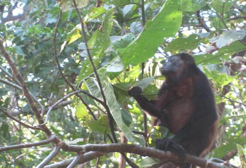 ホテル Spirit Of Jungle Lodge