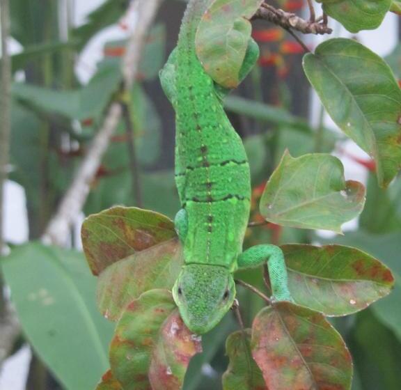 ホテル Spirit Of Jungle Lodge