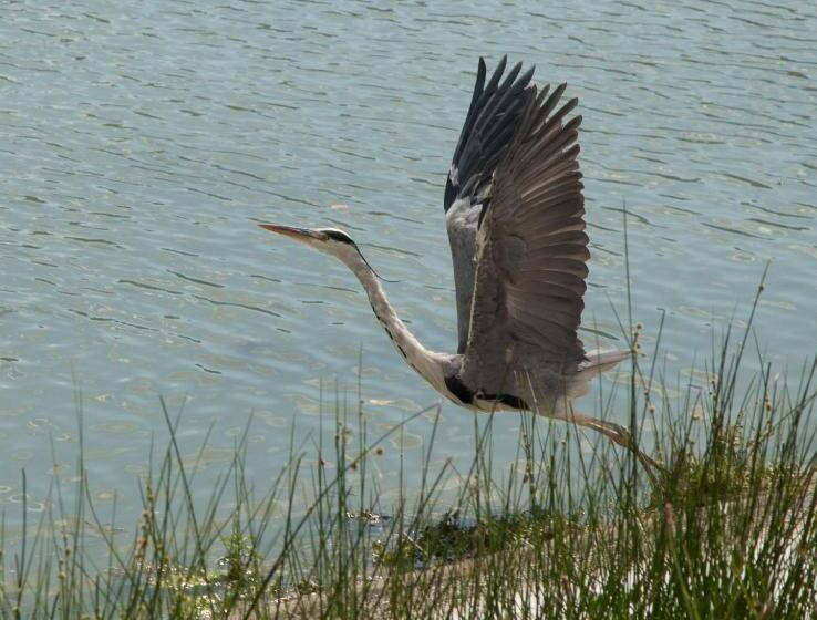 בית מלון כפרי Podere Calledro