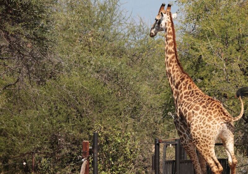 ホテル Tshukudu Game Lodge