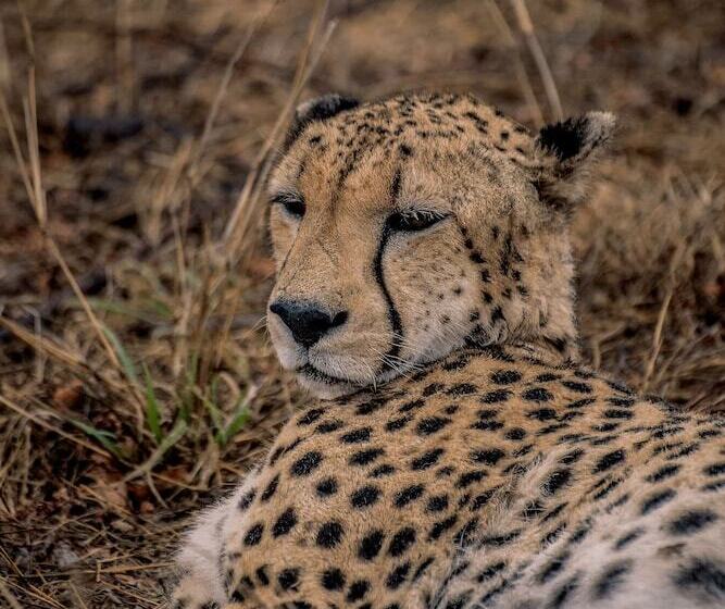 בית מלון כפרי Tshukudu Game Lodge