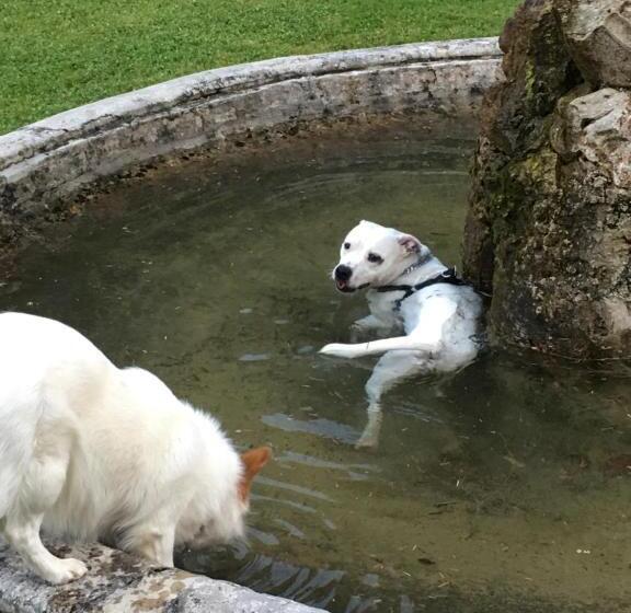 هتل Villa Angelica