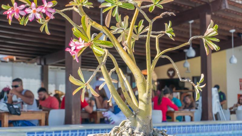Kristie Resort Natal