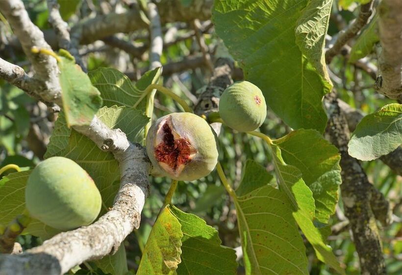 פנסיון Swellendam Country Lodge  Guest House  B&b