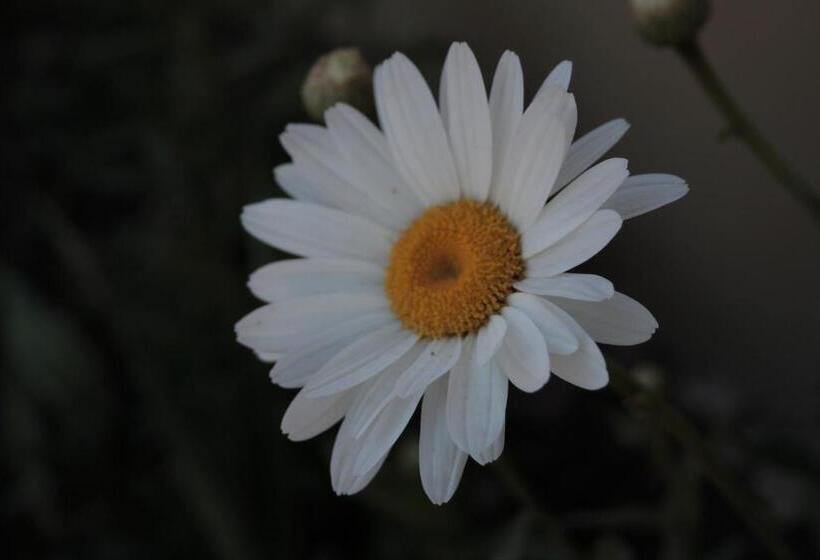 Al Sereno Hotel Y Spa