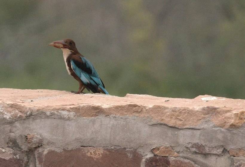 فندق صغير Chhotaram Prajapat Homestay