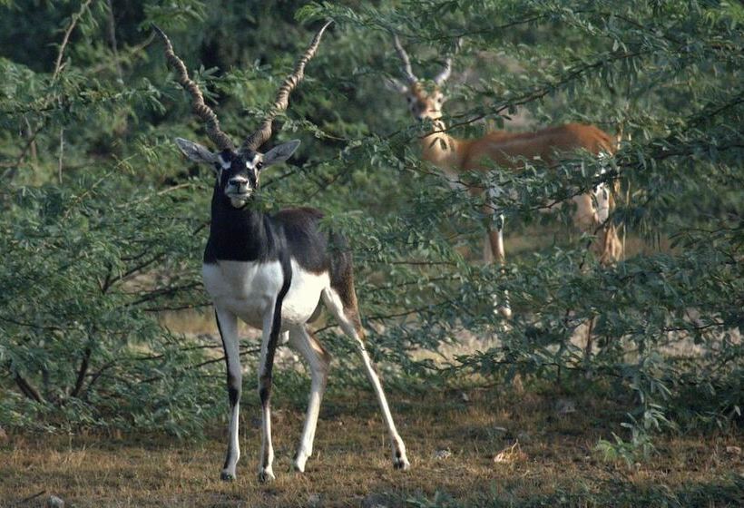 فندق صغير Chhotaram Prajapat Homestay