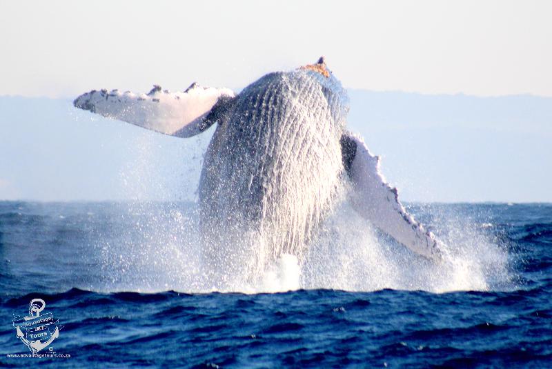 بنسيون Lodge Afrique