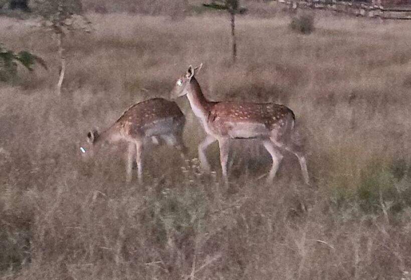 פנסיון Aloetree Spinach