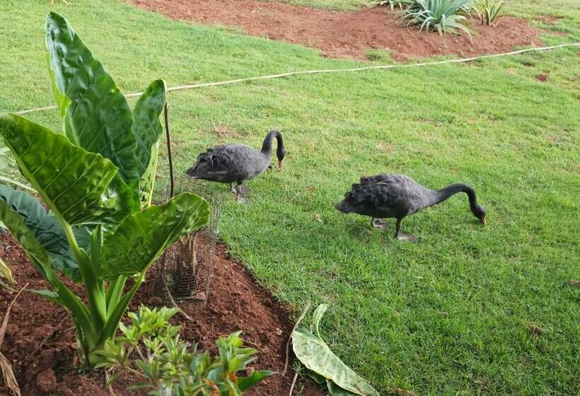 פנסיון Aloetree Spinach