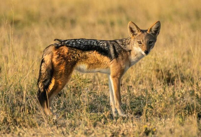 ホテル The Carvaans Resort