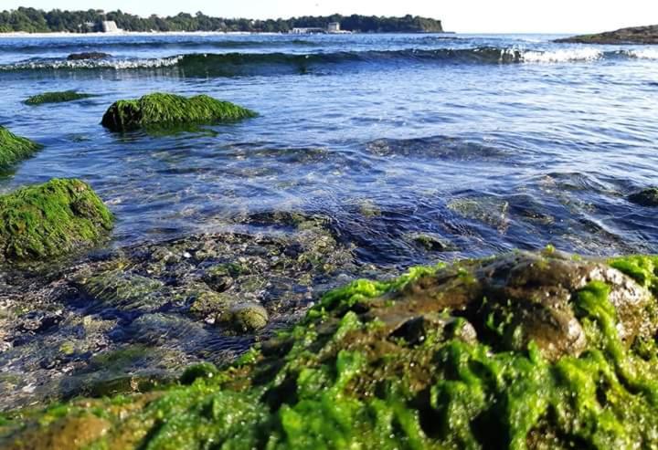 פנסיון Guest House Kostovi