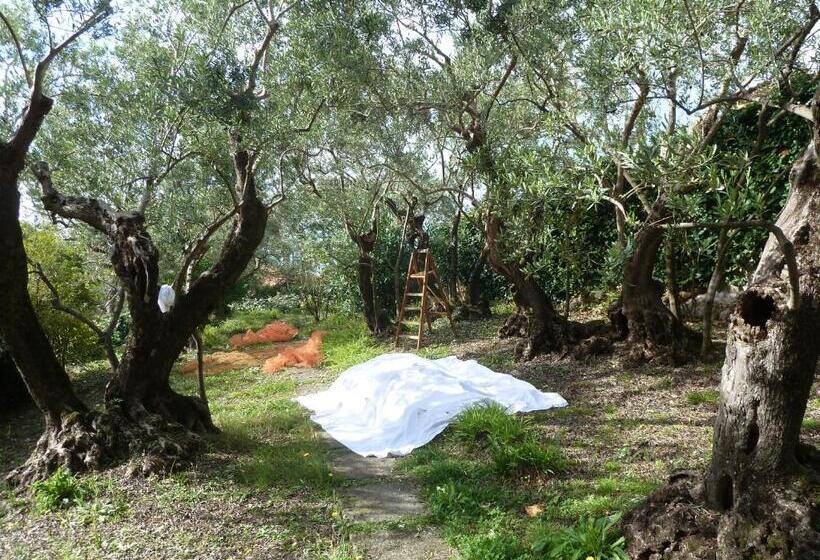 Casa Puccini B&b Maratea