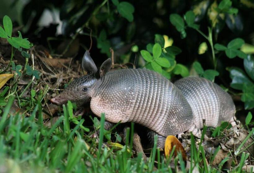 ホテル Los Pinos Cabins & Reserve