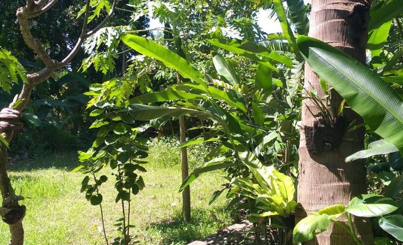 פנסיון Amed View Guesthouse