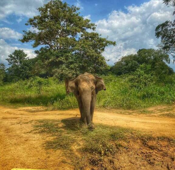 Пансион Dambulla Shan Inn