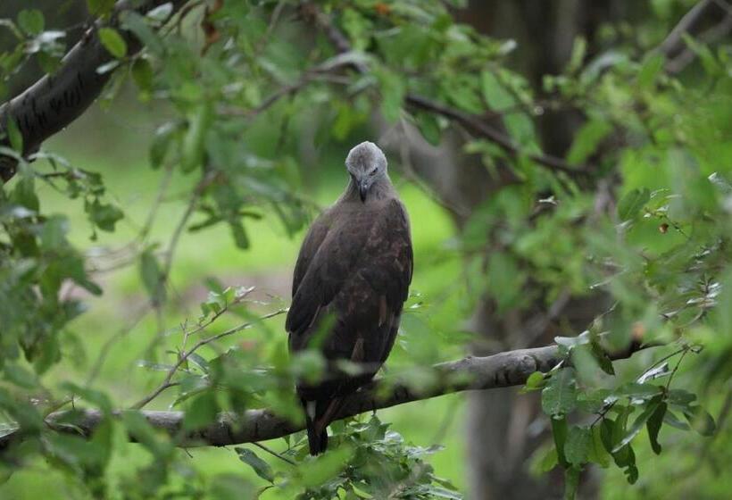 Пансион Dambulla Shan Inn