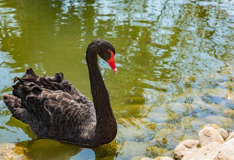 Menada Apartments In Cascadas