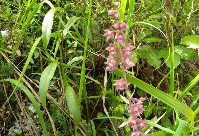 פנסיון Haus Hepi B&b