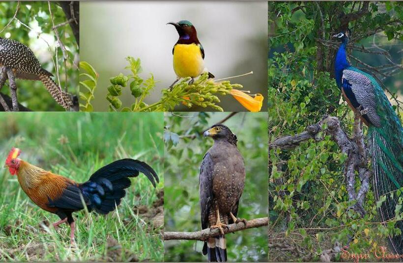 Pensionat Sigiri Close Up View Guest