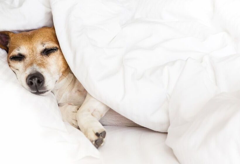 酒店 Belmont Inn And Suites Tatum