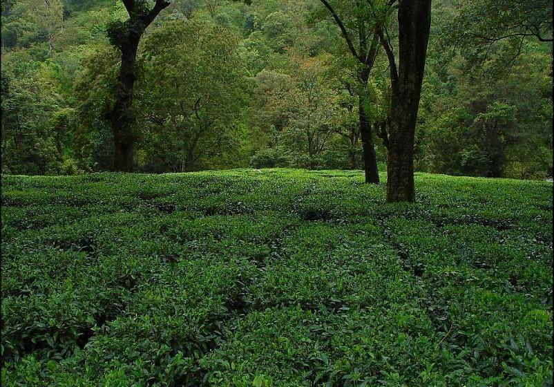 فندق Emerald Inn