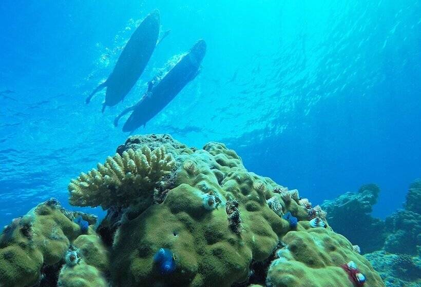 Tropica Island Resort  Adults Only